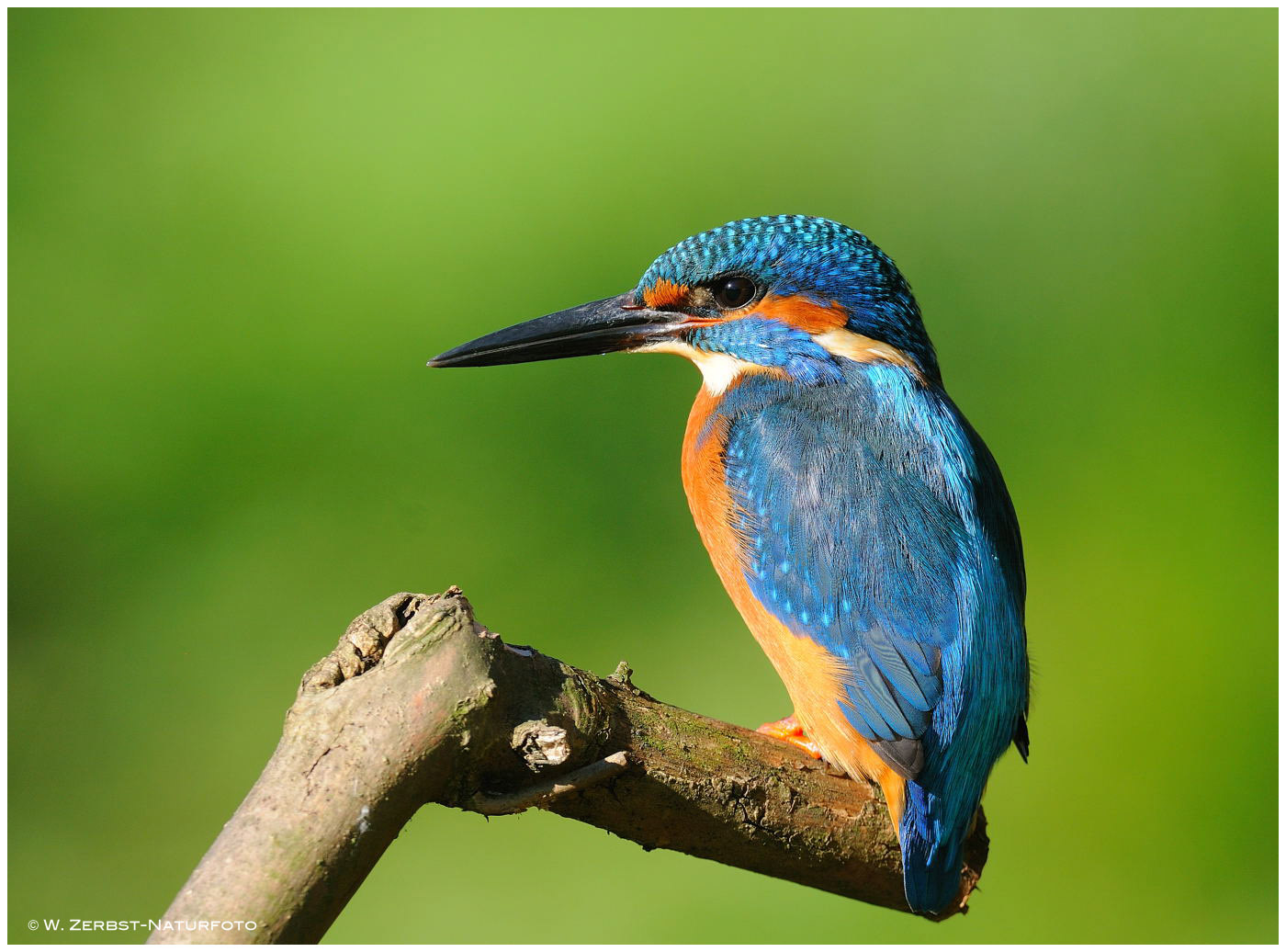 --- Eisvogel , männlich ---