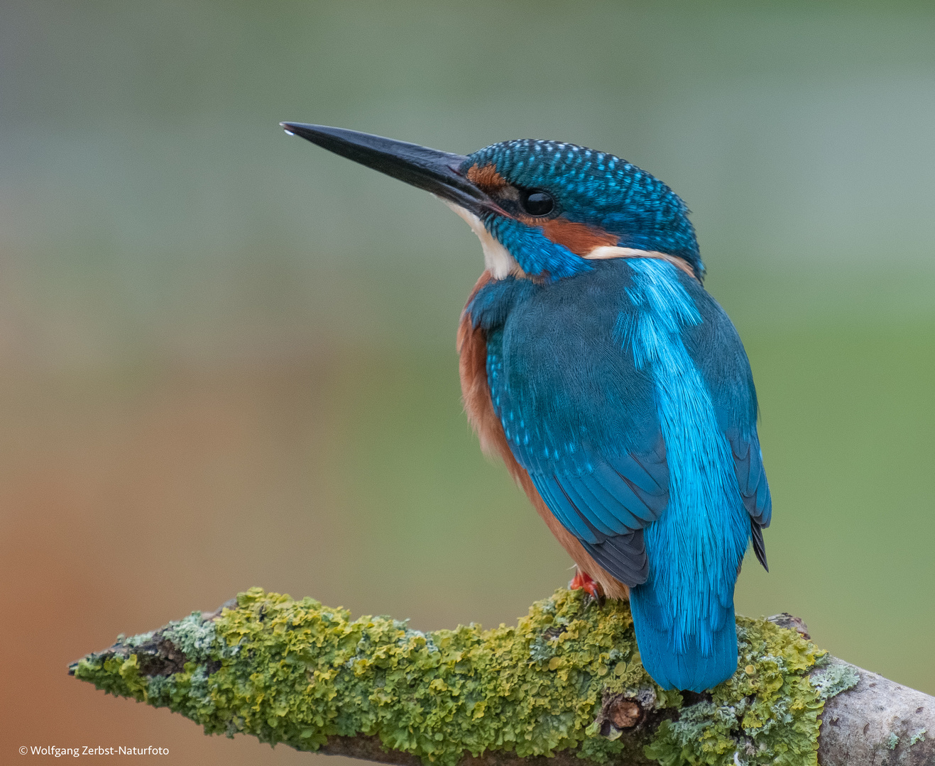 ". Eisvogel, männlich "