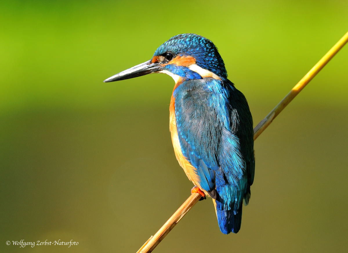 --- Eisvogel männlich --- ( Alcedo allthiss )