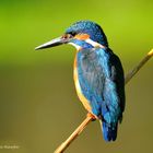 --- Eisvogel männlich --- ( Alcedo allthiss )