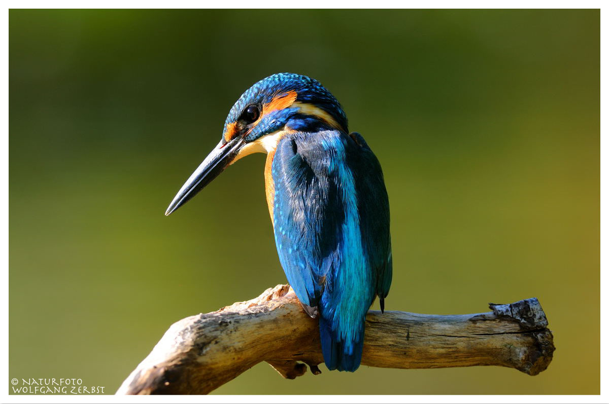 ----- Eisvogel männlich ------ ( Alcedo atthis )