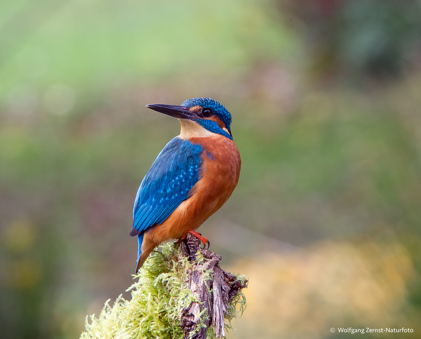  -  Eisvogel. männlich -   ( Alcedo atthis )