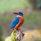  -  Eisvogel. männlich -   ( Alcedo atthis )