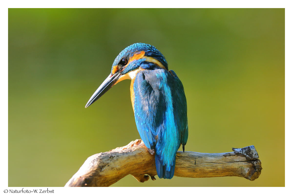 --- Eisvogel männlich ---- ( Alcedo atthis )