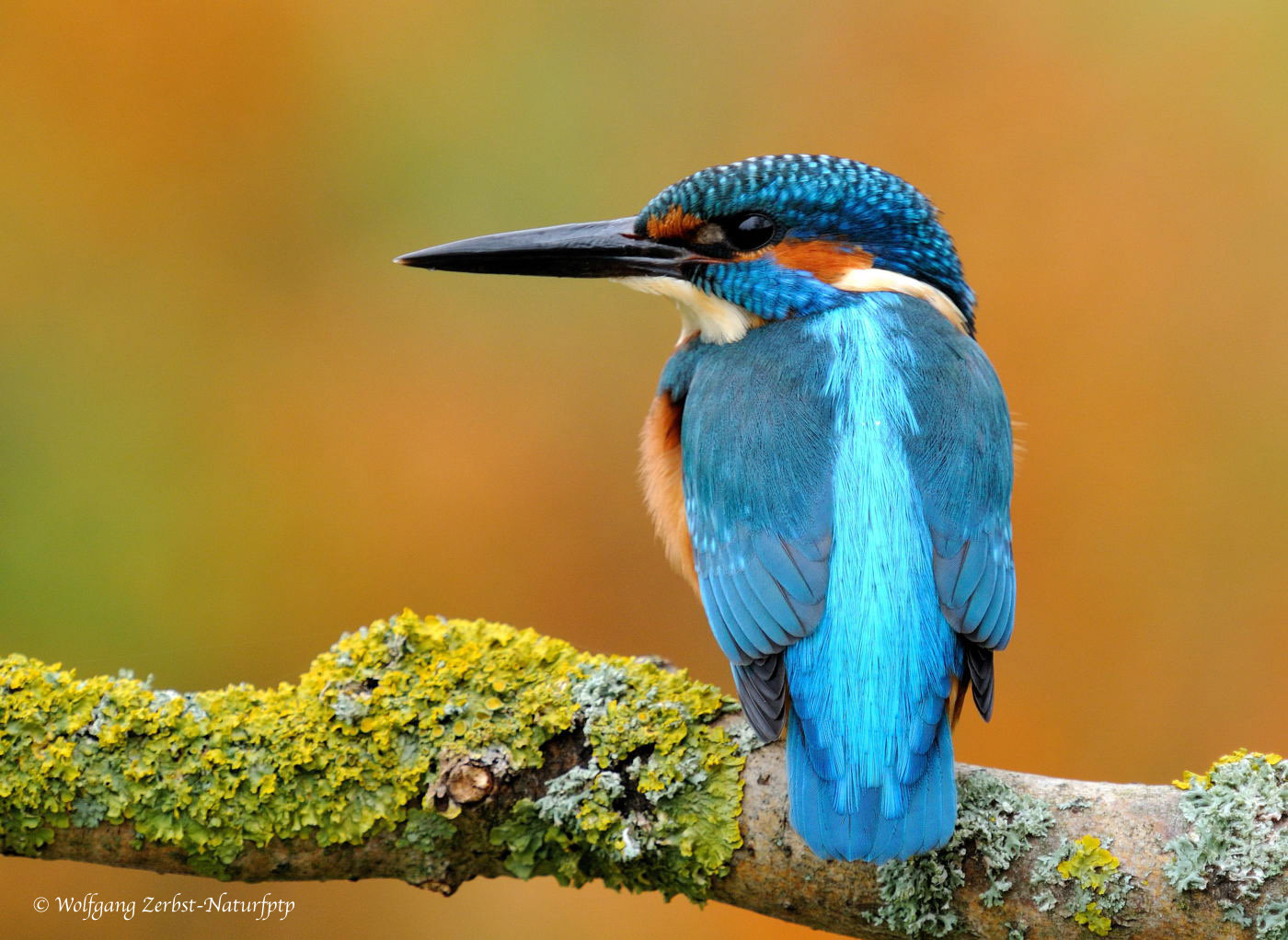 --- Eisvogel männlich --- ( Alcedo atthis )