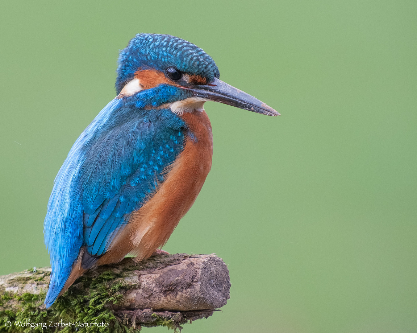   - Eisvogel männlich -