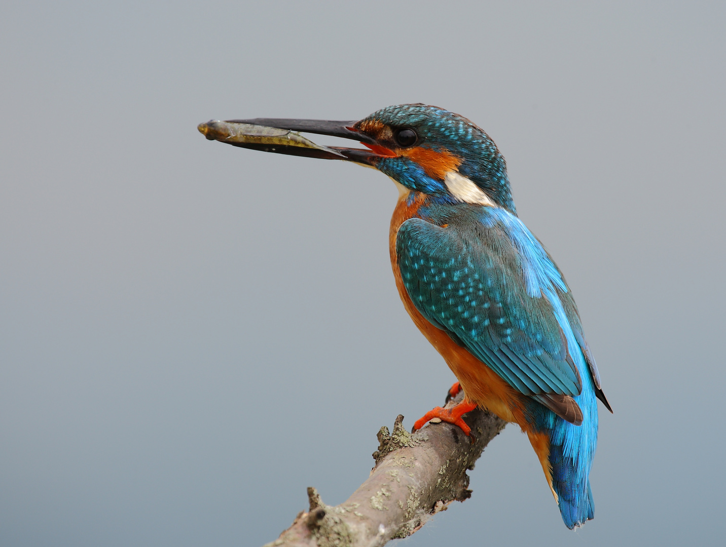 Eisvogel männlich