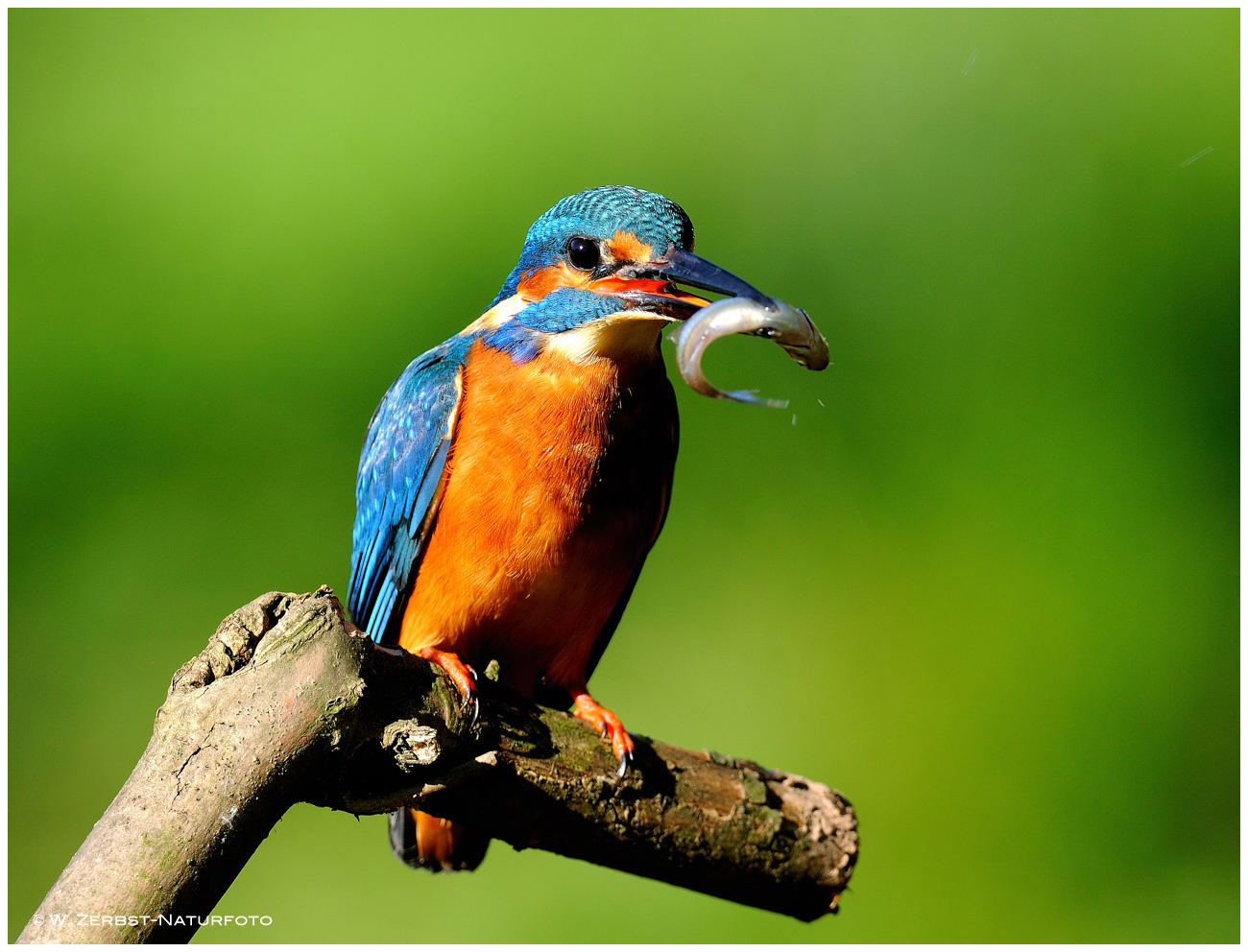 --- Eisvogel, männlich mit Beute ---  ( Alcedo atthis )