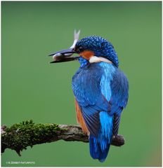 --- Eisvogel, männlich mit Beute --- ( Alcedo atthis )