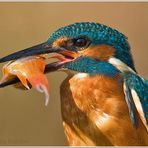 (Eisvogel) Mahlzeit