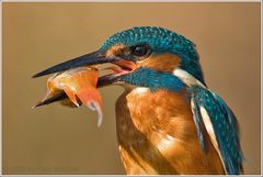 (Eisvogel) Mahlzeit