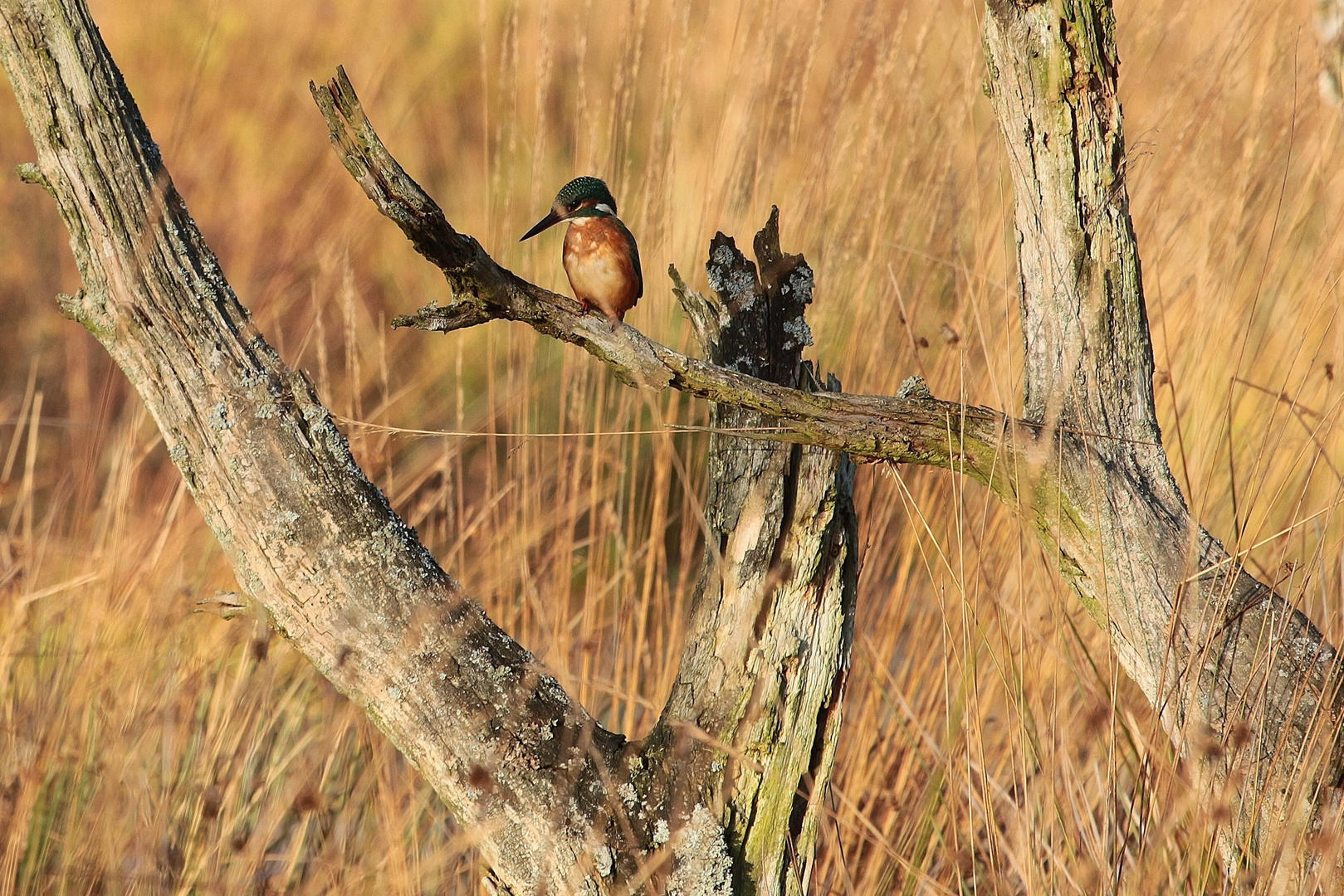 Eisvogel mal anders