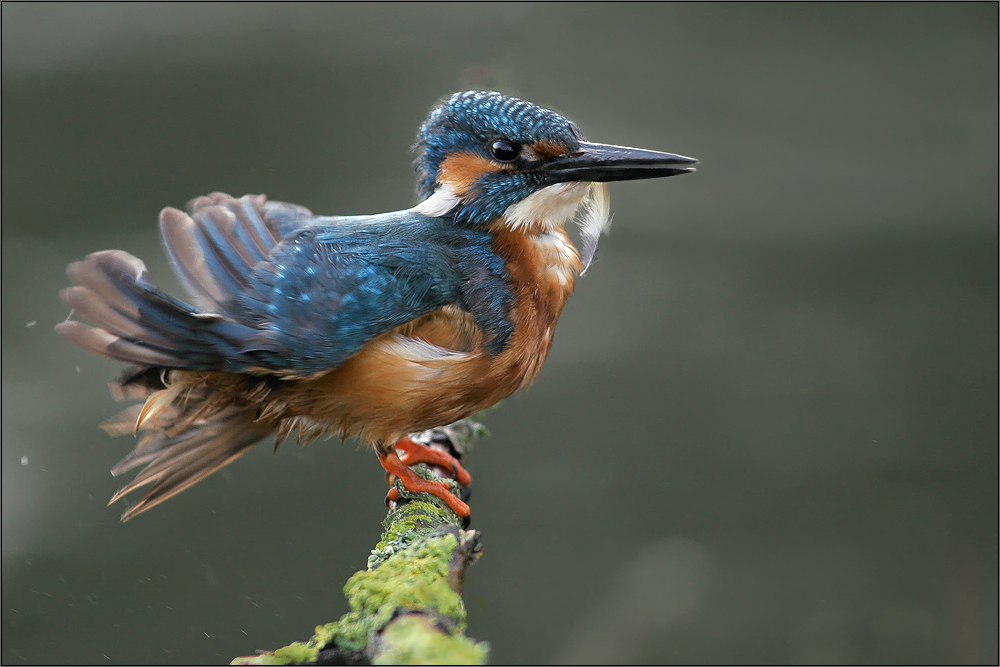 Eisvogel mal anders