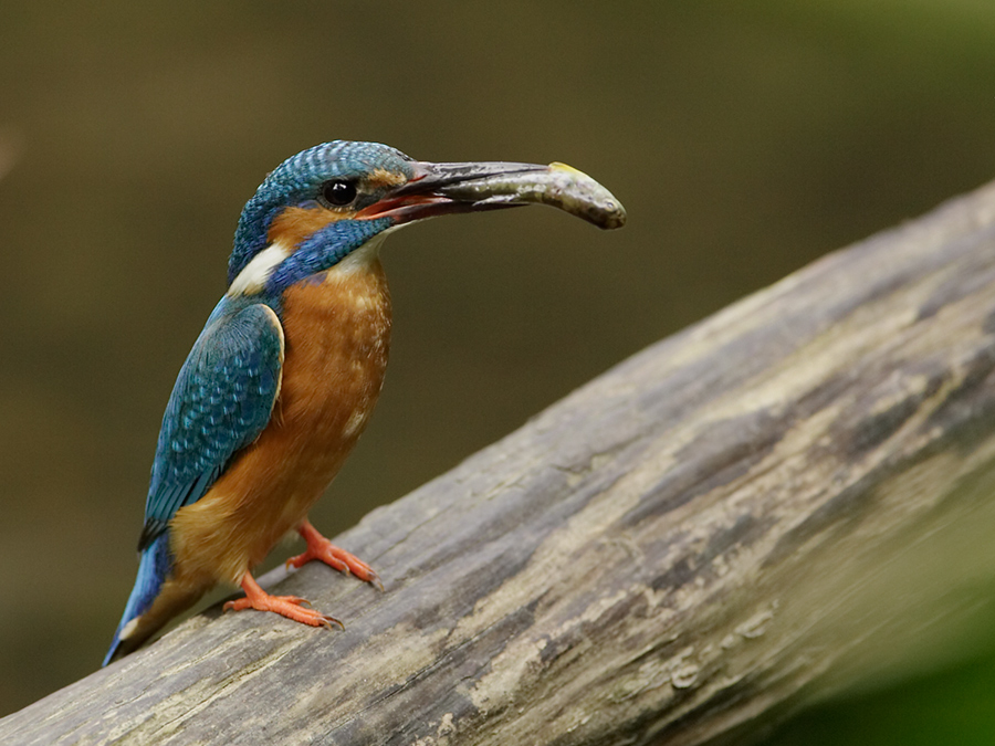 Eisvogel mal anders bearbeitet