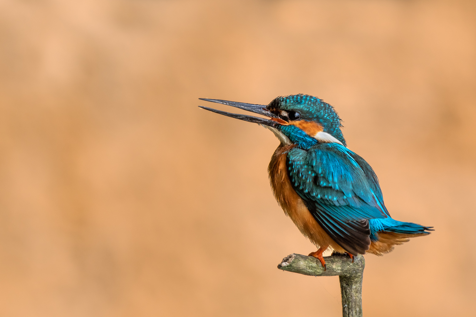 Eisvogel, mal ohne Fisch