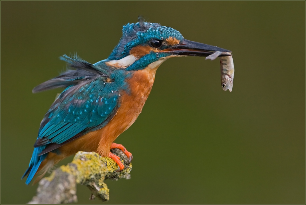 Eisvogel - Mal so richtig abhängen :-)