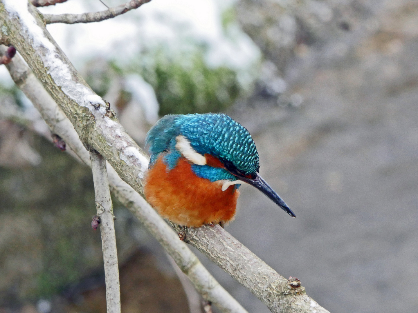 Eisvogel - mal von oben betrachtet ....