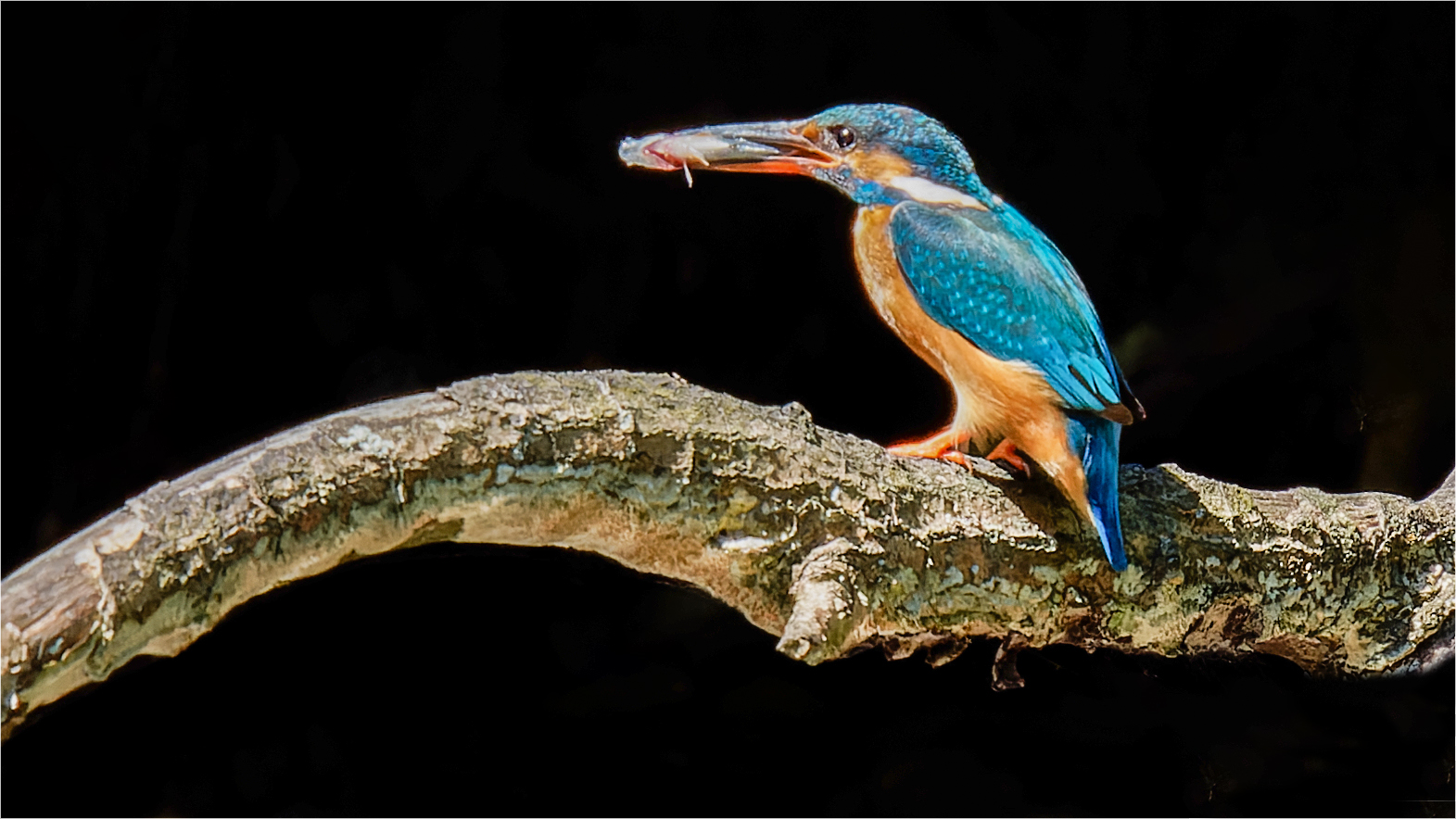 Eisvogel - Mamma mit Frischfisch  .....