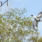 Eisvogel - Mangroven vor Funzi Island Kenya