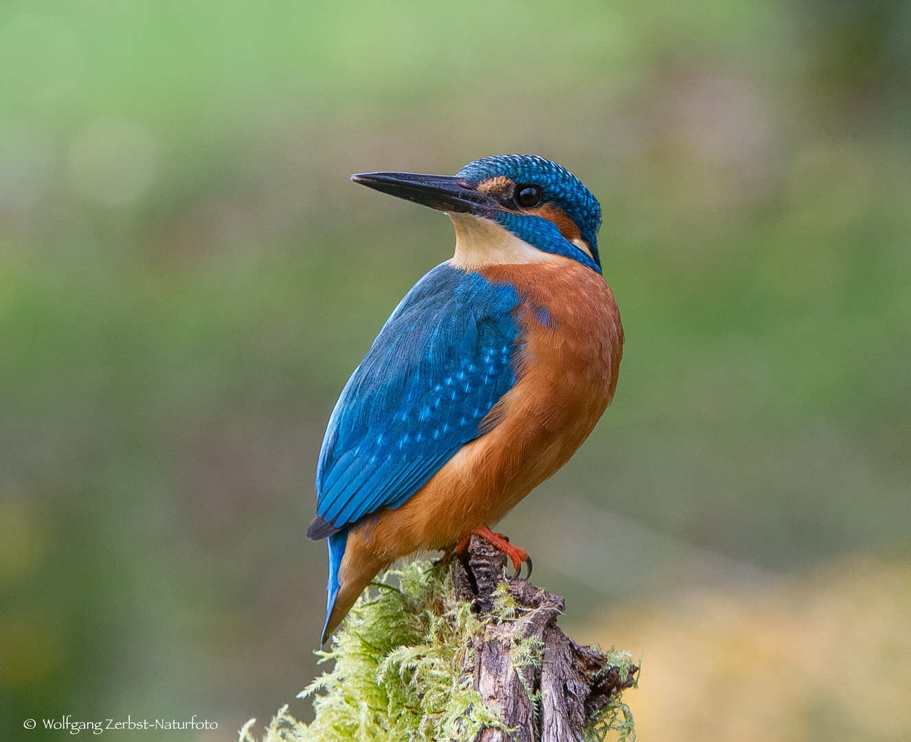   - EISVOGEL MANN -