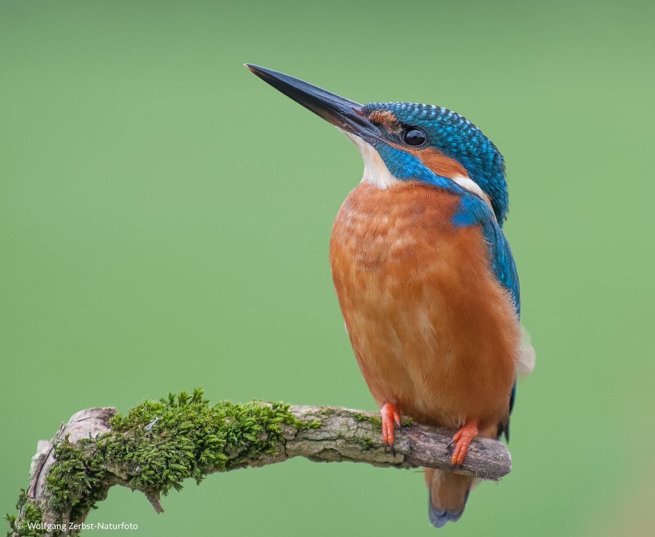 - Eisvogel. Mann -