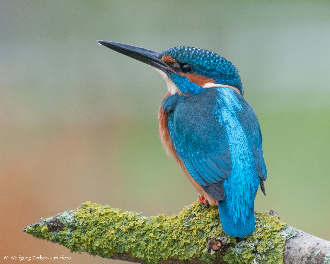  - Eisvogel Mann -