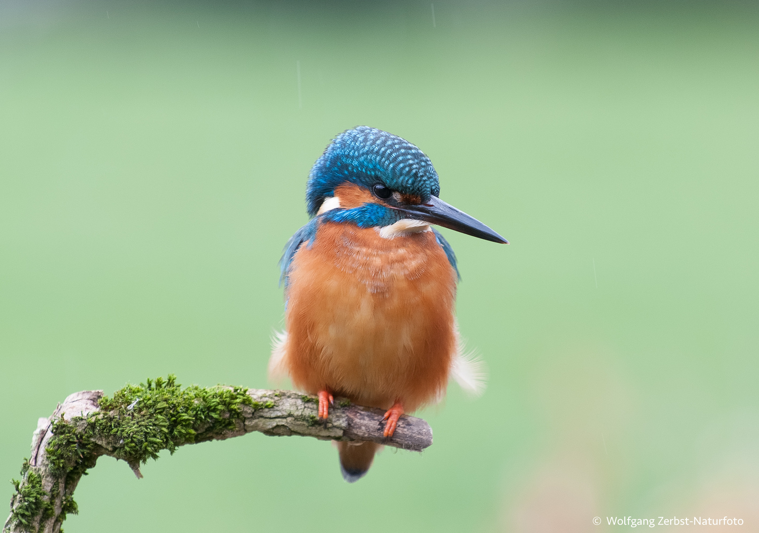  -- Eisvogel Mann --  ( Alcedo atthis )