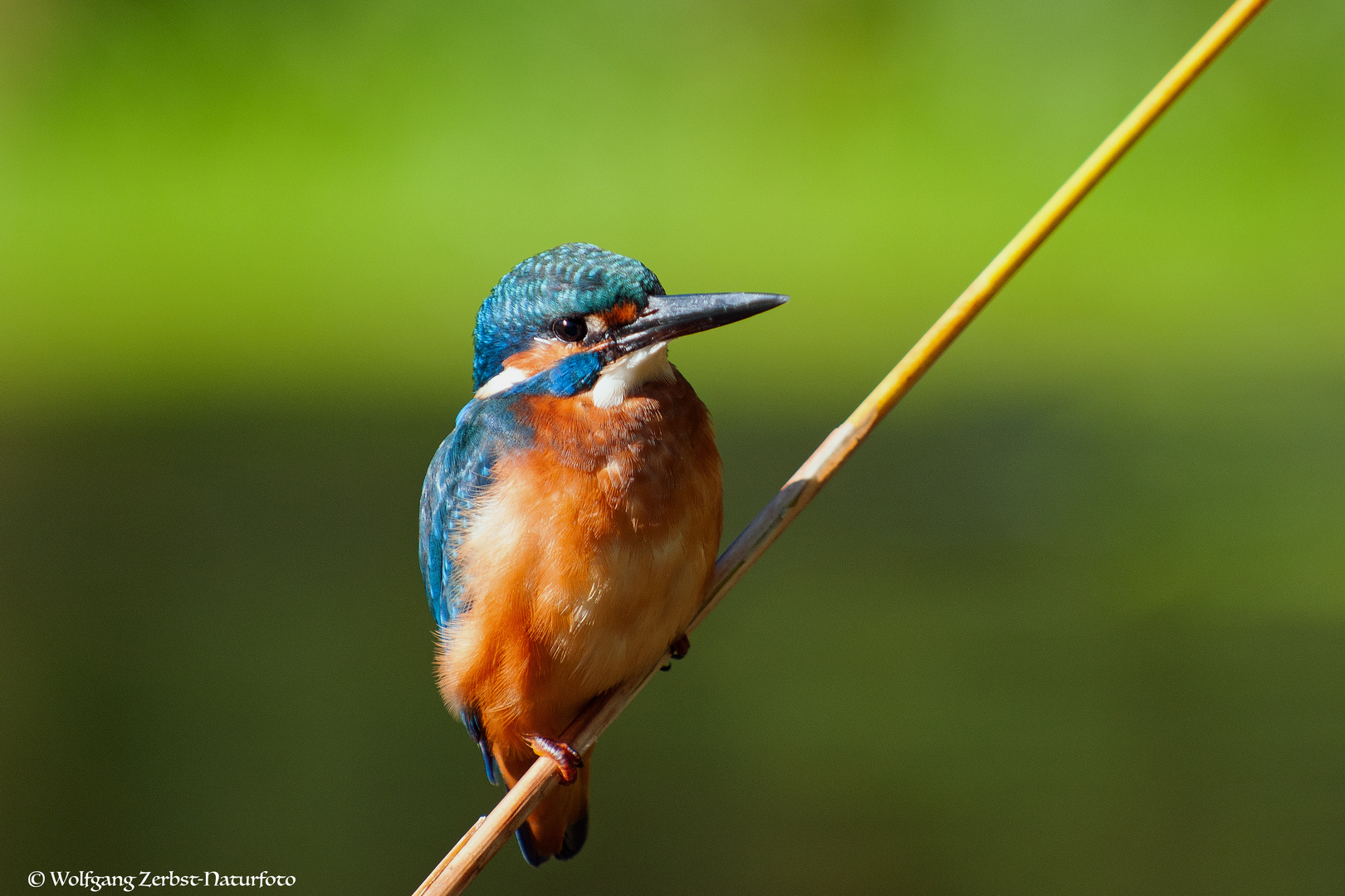 --- Eisvogel-Mann  ---   ( Alcedo atthis )