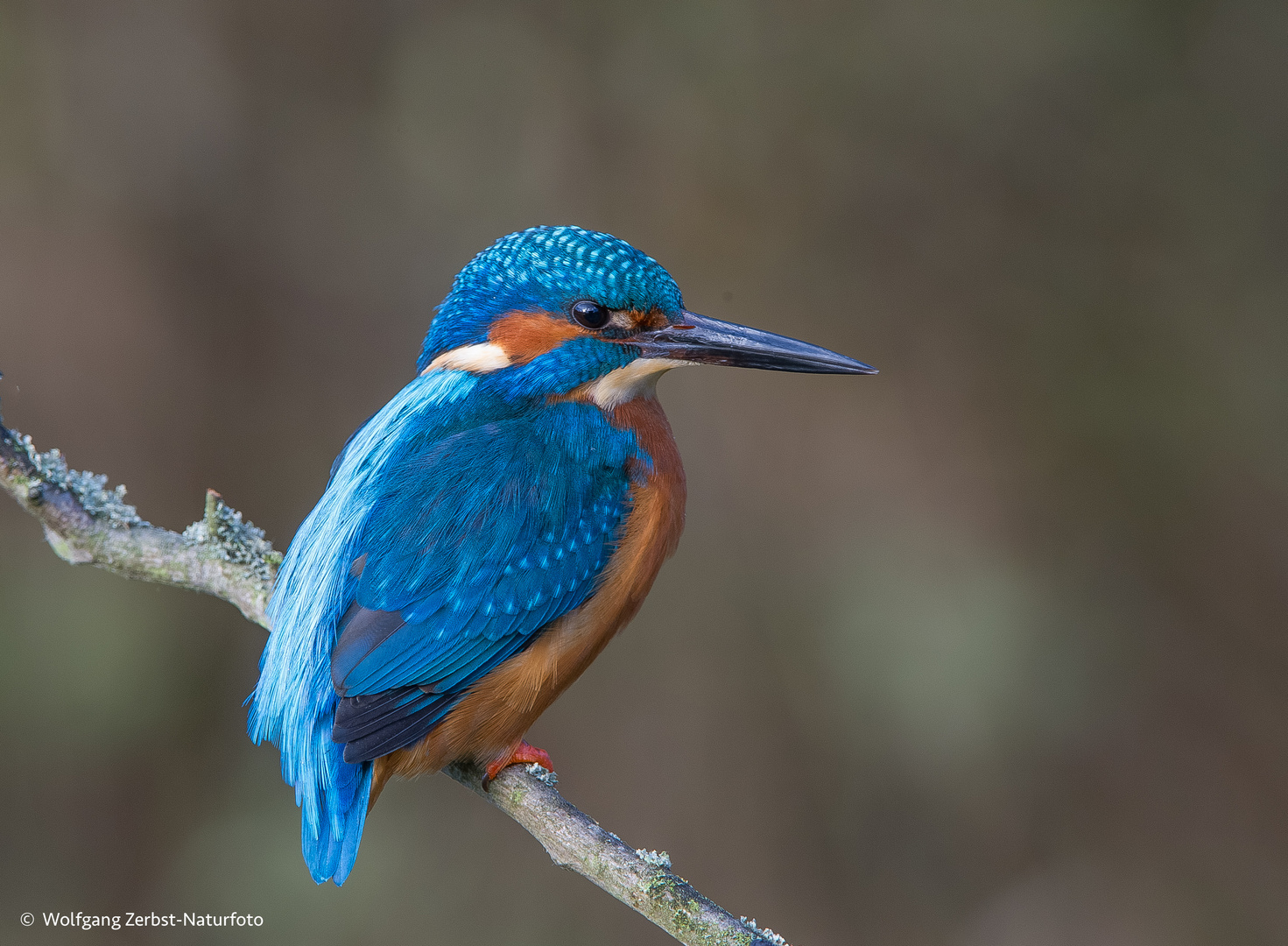 --- Eisvogel-Mann ---   ( Alcedo atthis )