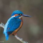 --- Eisvogel-Mann ---   ( Alcedo atthis )