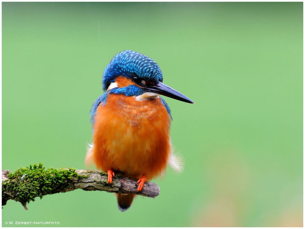 --- Eisvogel - Mann --- ( Alcedo atthis )