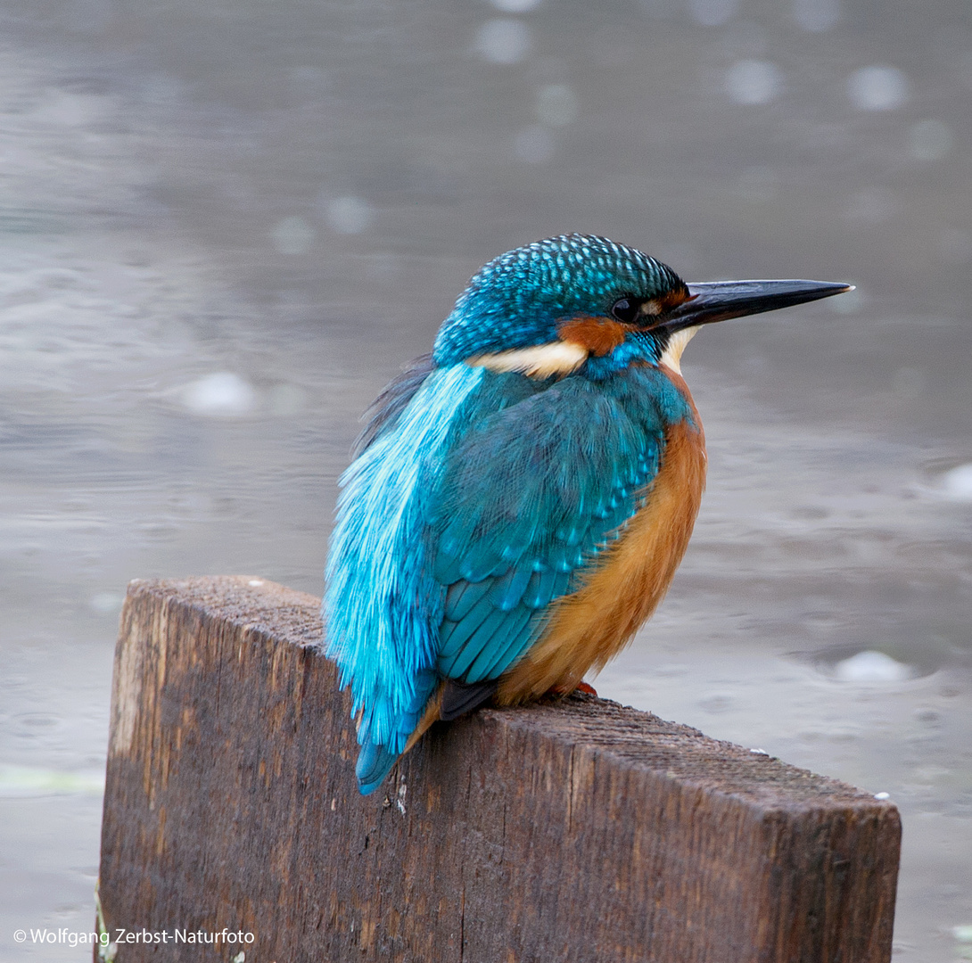 --- Eisvogel Mann ---  ( Alcedo atthis )