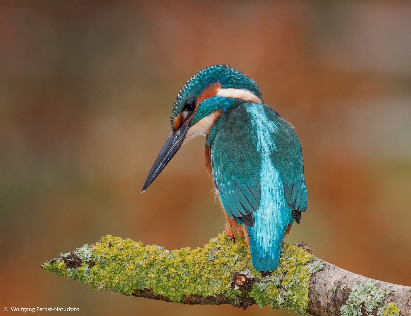  -EISVOGEL. Mann - (Alcedo atthis )