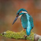  -EISVOGEL. Mann - (Alcedo atthis )