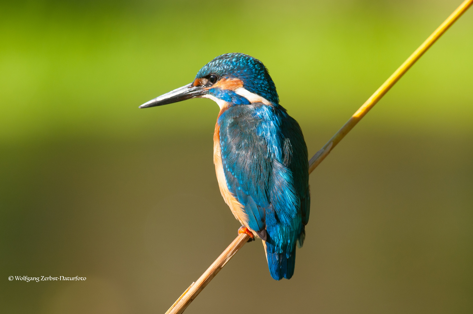 --- Eisvogel Mann ---           ( Alcedo atthis )