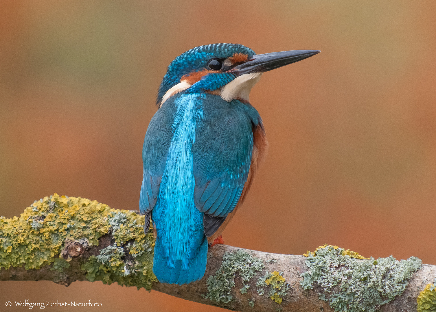   - EISVOGEL MANN -  ( Alcedo attis )