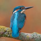   - EISVOGEL MANN -  ( Alcedo attis )