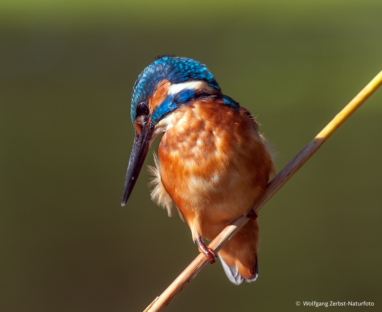   - Eisvogel Mann -   ( Alcedo attis )