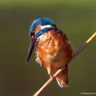   - Eisvogel Mann -   ( Alcedo attis )