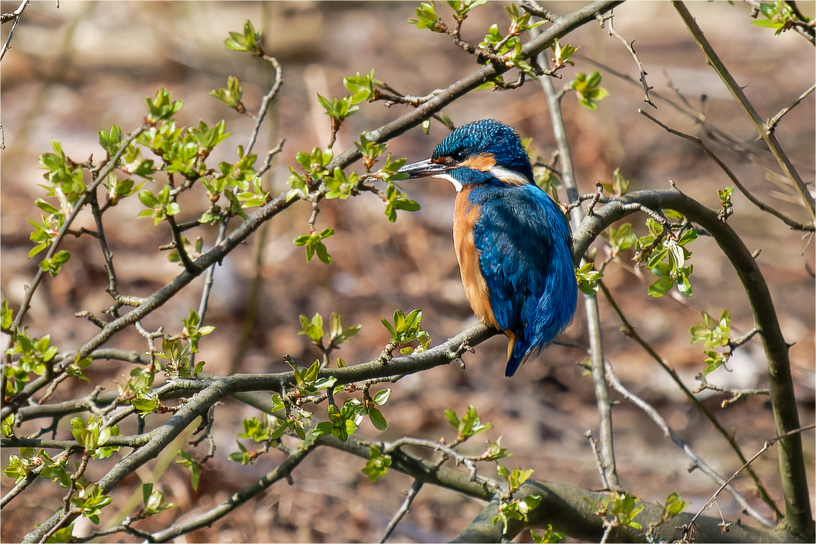 Eisvogel - Mann als Buschhocker  .....