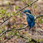 Eisvogel - Mann als Buschhocker  .....