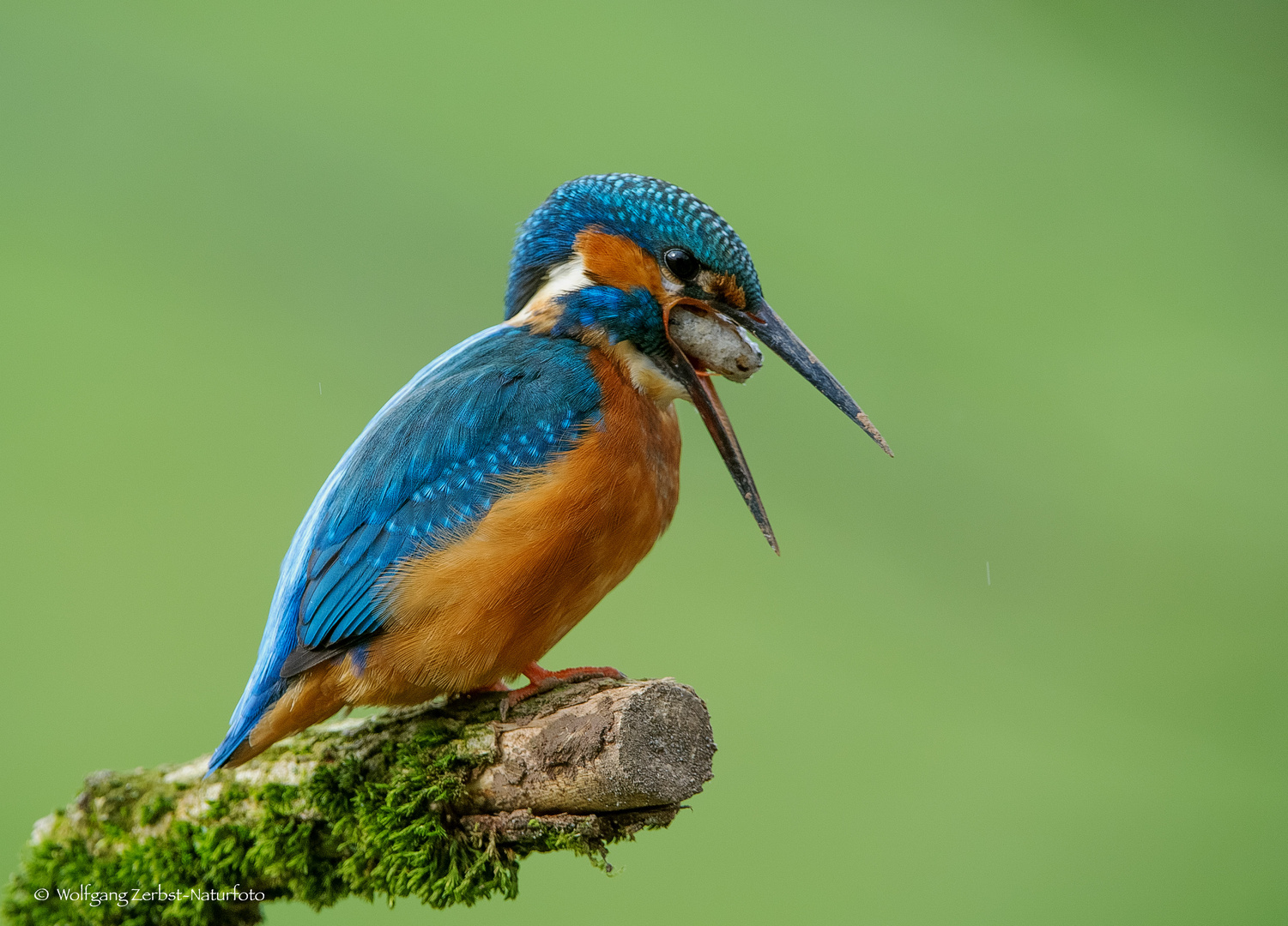 - Eisvogel Mann beim Ausspeien des unverdaulichem -