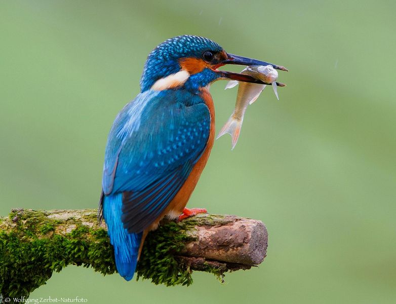 - EISVOGEL-MANN -