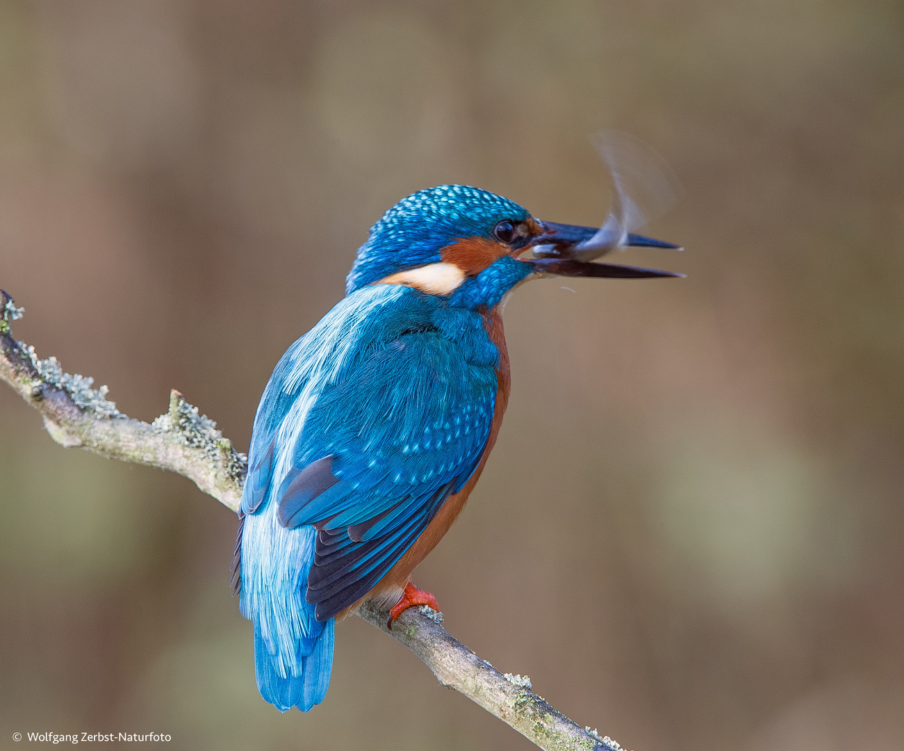 -- Eisvogel Mann mit Beute --