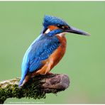 --- Eisvogel-Mann mit Rückenwind --- ( Alcedo atthis )