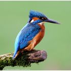 --- Eisvogel-Mann mit Rückenwind --- ( Alcedo atthis )