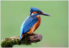 --- Eisvogel-Mann mit Rückenwind --- ( Alcedo atthis )