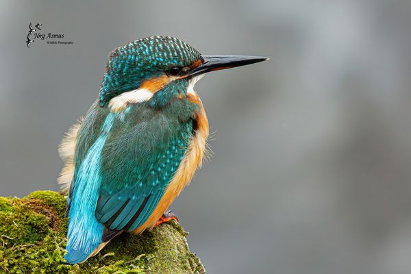 Eisvogel // Mecklenburg-Vorpommern