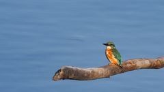 Eisvogel, mein erster :-)