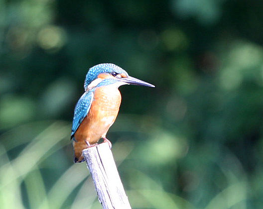 Eisvogel - Mein erster ......